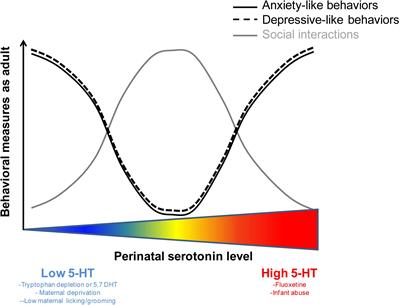 Abnormal Serotonin Levels During Perinatal Development Lead to Behavioral Deficits in Adulthood